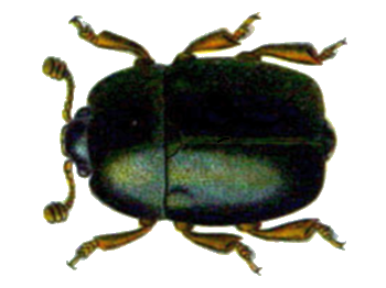 File:Nitidula rufipes.png