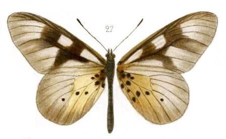 File:Oberthur1893EtudEnt 17Plate3, Acraea pentapolis epidica 27.jpg