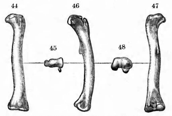 File:Othnielia rex.jpg