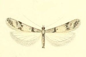 File:Sattleria melaleucella.jpg