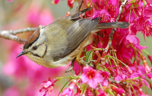 File:Taiwan Yuhina.jpg