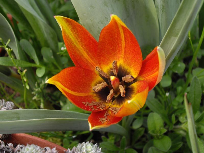 File:Tulipa whittallii 1.JPG