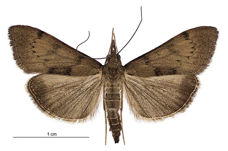 File:Uresiphita polygonalis maorialis - LCR.jpg