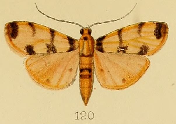 File:120-Dichocrocis pardalis Kenrick, 1907.JPG