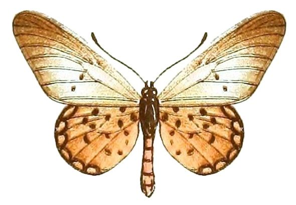 File:AcraeaSpecies2, Acraea diogenes.jpg