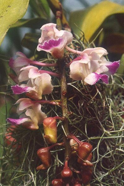 File:Aerides-falcatum.jpg