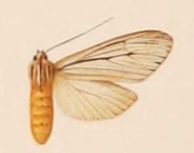 File:Agaraea nigrostriata.JPG