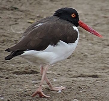 File:American Oystercatcher (1).JPG