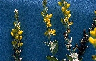 File:Baptisia arachnifera 2.jpg