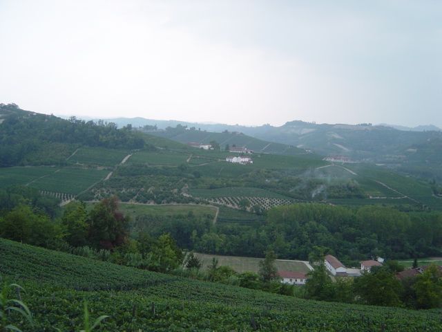 File:Barbaresco vineyard.jpg