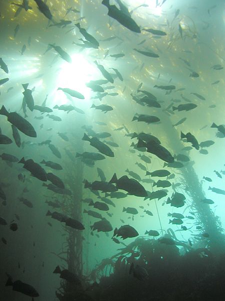 File:Blue Rockfish in kelp forest.jpg