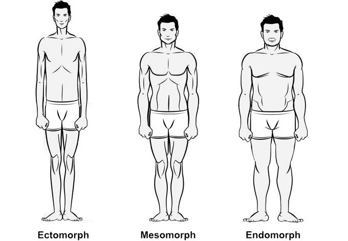 File:Bodytypes.jpg