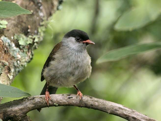 File:Bush Blackcap 2010 03 27 3681.jpg