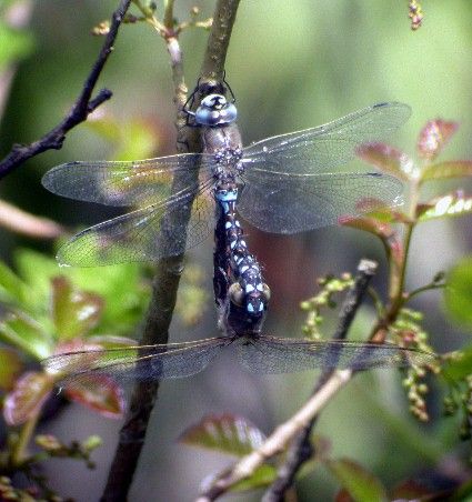 File:California Darners.jpg