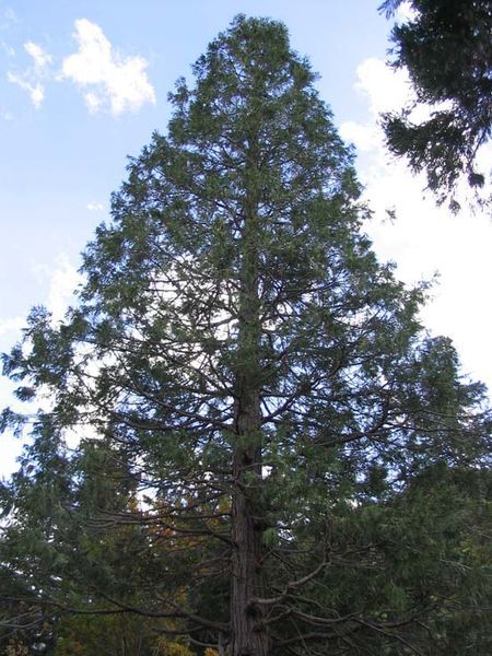 File:Calocedrus decurrens copa.jpg