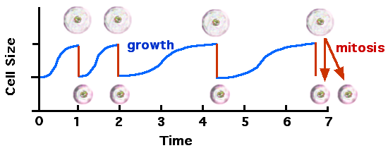 File:Cellcycle and growth.png