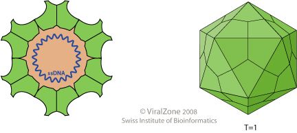 File:Circovirus virion.jpg