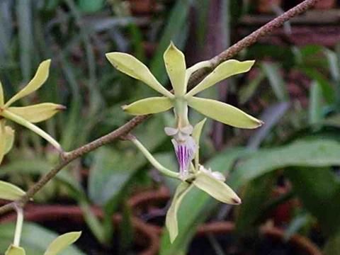 File:Encyclia ceratistes.jpg