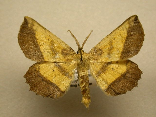 File:Euchlaena serrata1.jpg