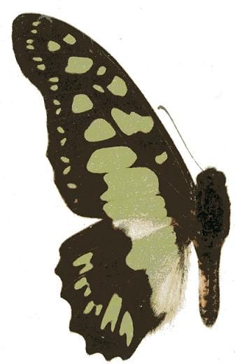 File:Graphium tynderaeus.JPG