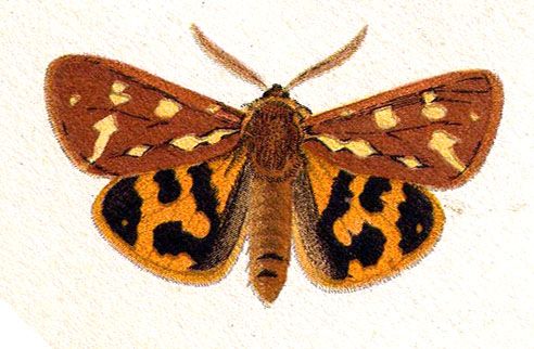 File:Hyphoraia.aulica.Huebner.1880.jpg