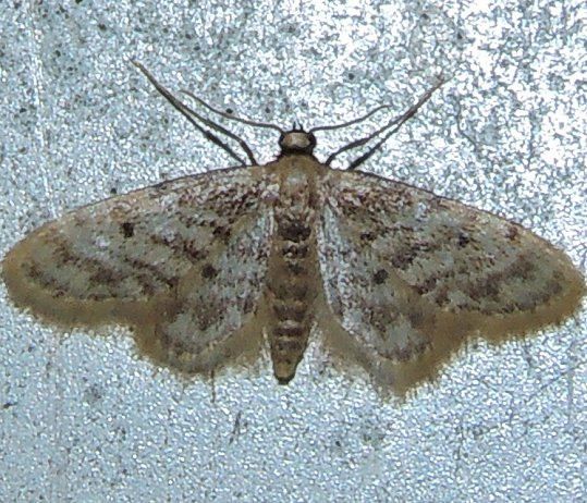 File:Idaea bonifata (15899273227).jpg