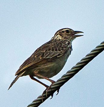 File:Indochinese Bushlark - Thailand S4E5419 (16760003590) (cropped).jpg