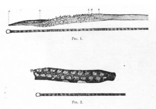 File:Limbs of giant squid, 1933.jpg