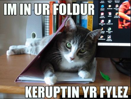 File:Lolcat in folder.jpg