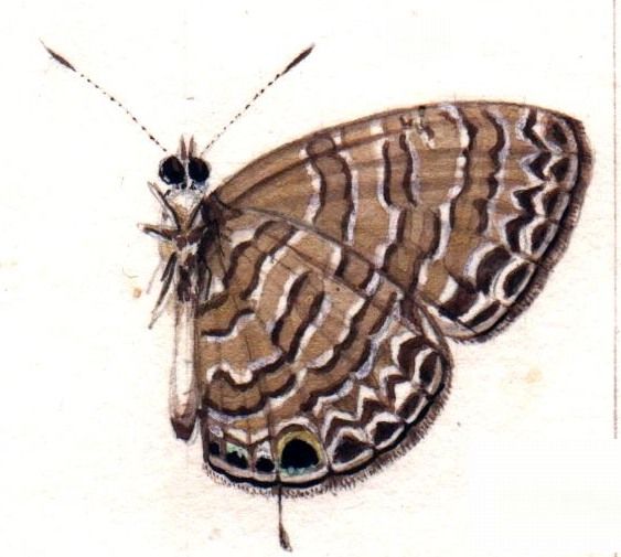 File:Lycaena templeton3.jpg