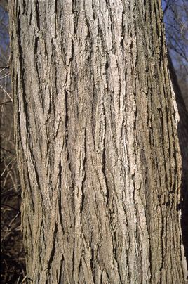 File:Mature Ulmus rubra bark.jpg