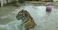 File:Mike the Tiger in water rfrmt.jpg