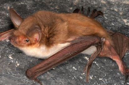 File:Myotis vivesi.jpg