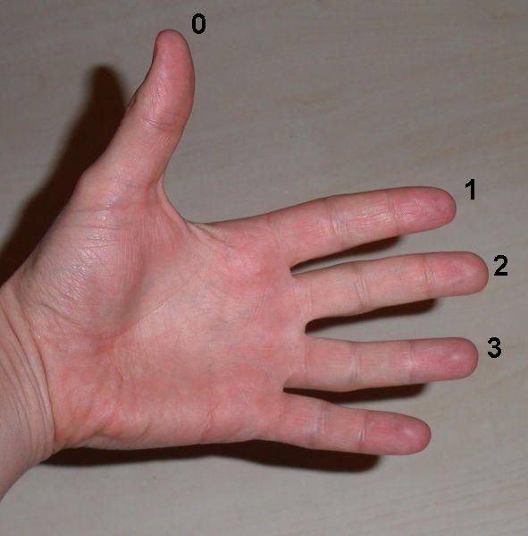 File:NumberedLeftHand.jpg