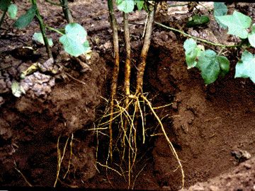 File:Primary and secondary cotton roots.jpg