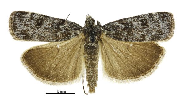 File:Scoparia s.l. caesia male.jpg