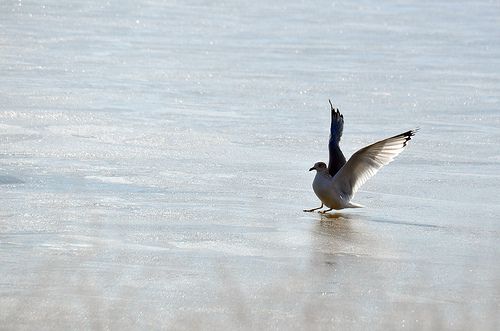 File:Seagull landing on ice.jpg