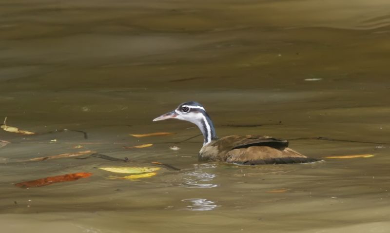 File:Sungrebe.jpg