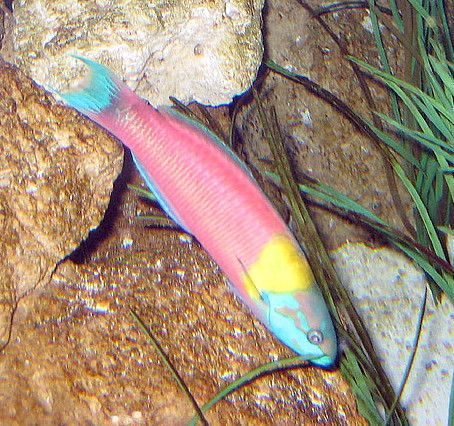 File:Thalassoma robertsoni.jpg