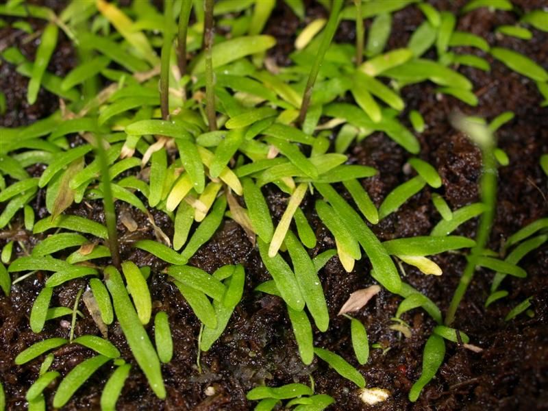 File:Utricularia babui 2.jpg