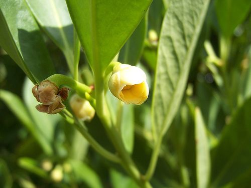 File:Yellow anise flower.jpg