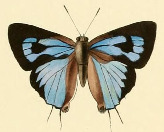 File:Ancema ctesia.JPG