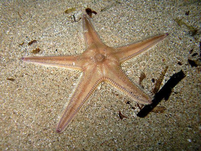 File:Astropecten irregularis pentacanthus Sardegna09 17cm 5962.jpg