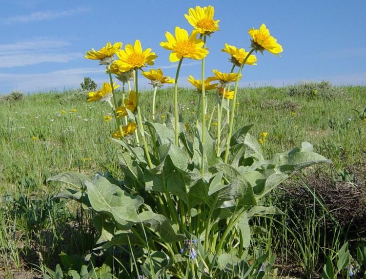 File:Balsamroot in Fossil Butte NM-750px.JPG