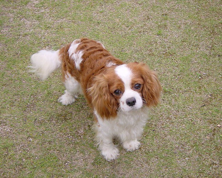 File:Cavalier-king-charles-spaniels.jpg