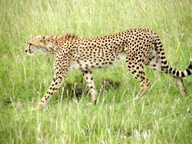 File:Cheetah in Kenya.jpg