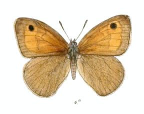 File:ChortobiusNeoza104 4a.jpg