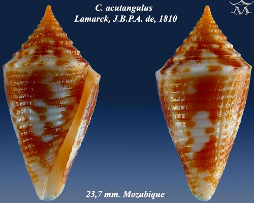 File:Conus acutangulus 2.jpg