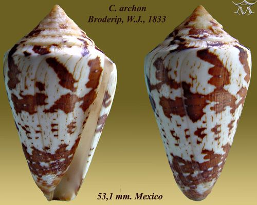 File:Conus archon 1.jpg