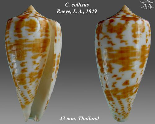 File:Conus collisus 3.jpg